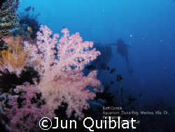 Soft Coral at Duka Bay by Jun Quiblat 